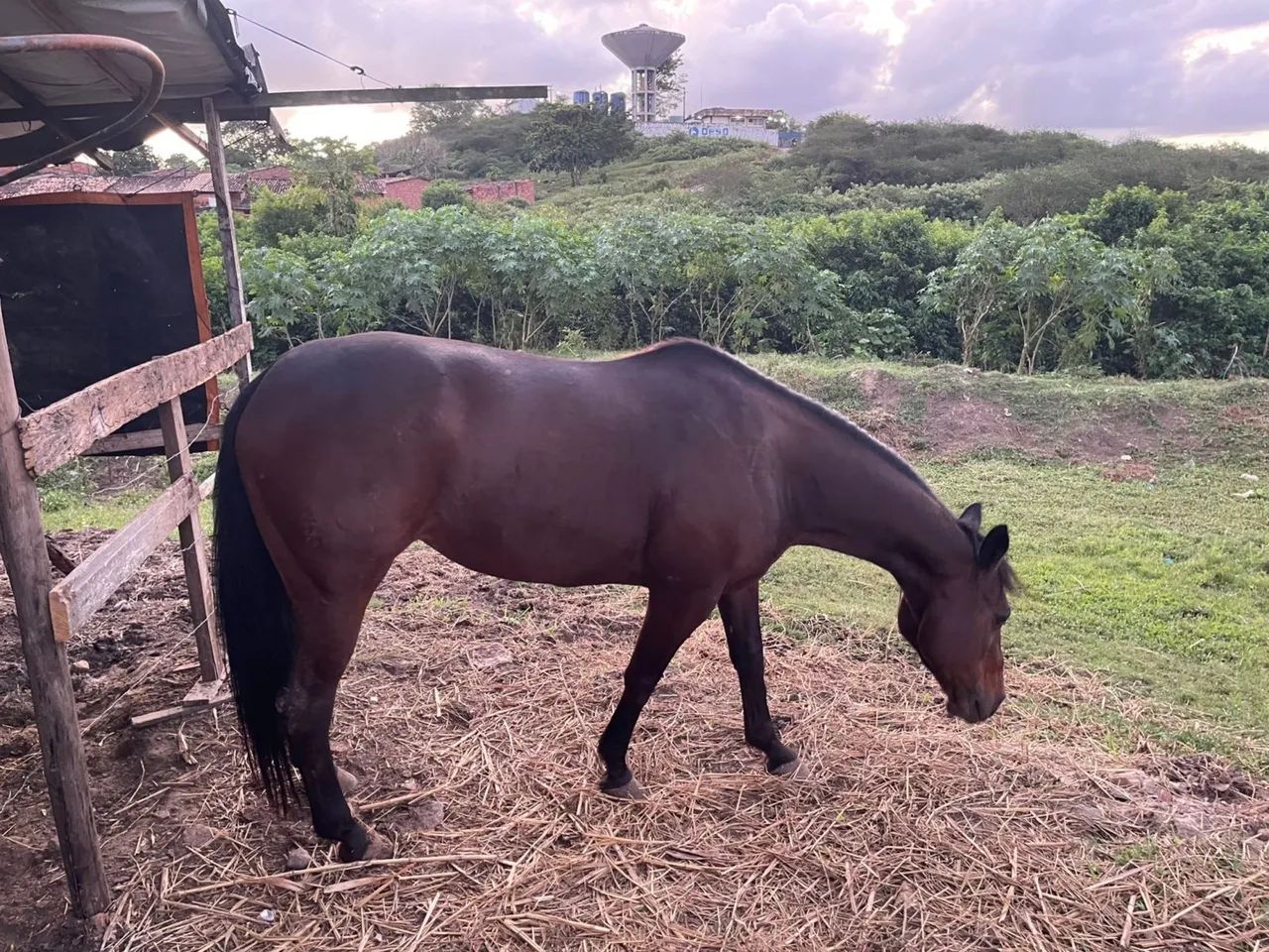 Vendo égua  - Foto 2