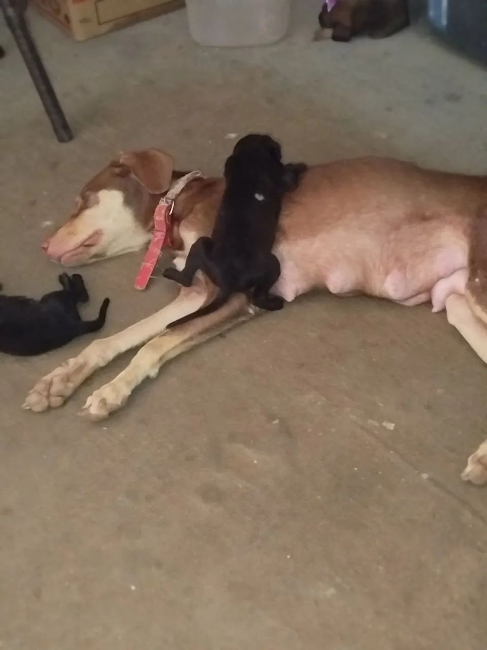 Filhote de cachorro  - Foto 5