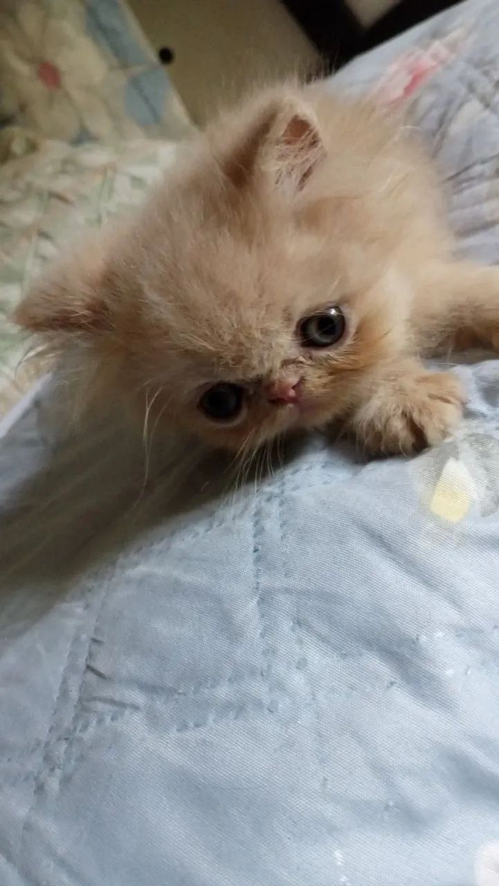 Vendo filhotes de gato persa - Foto 3