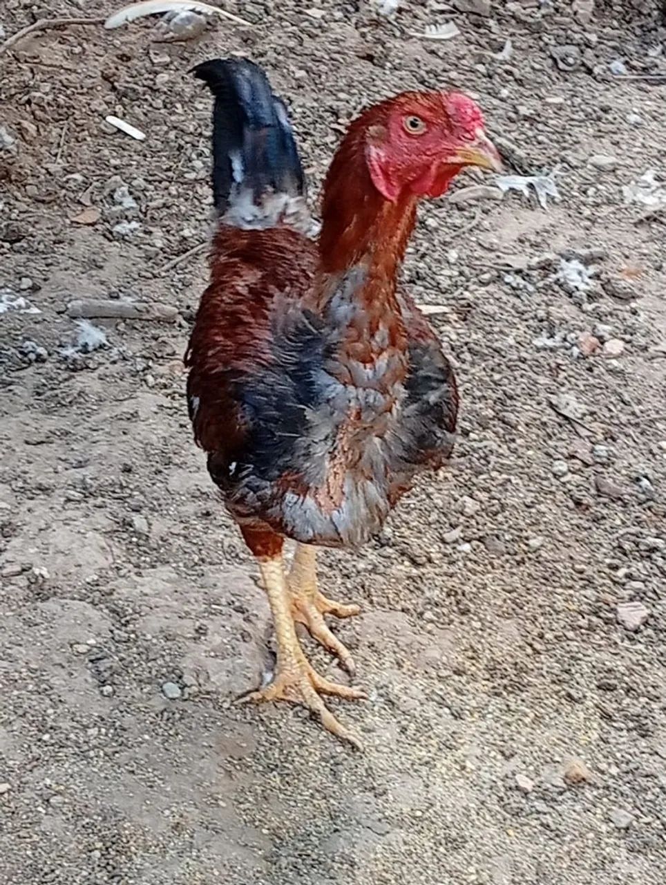 .galos e frango  - Foto 5