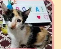 Gatinha filhote linda para adoção