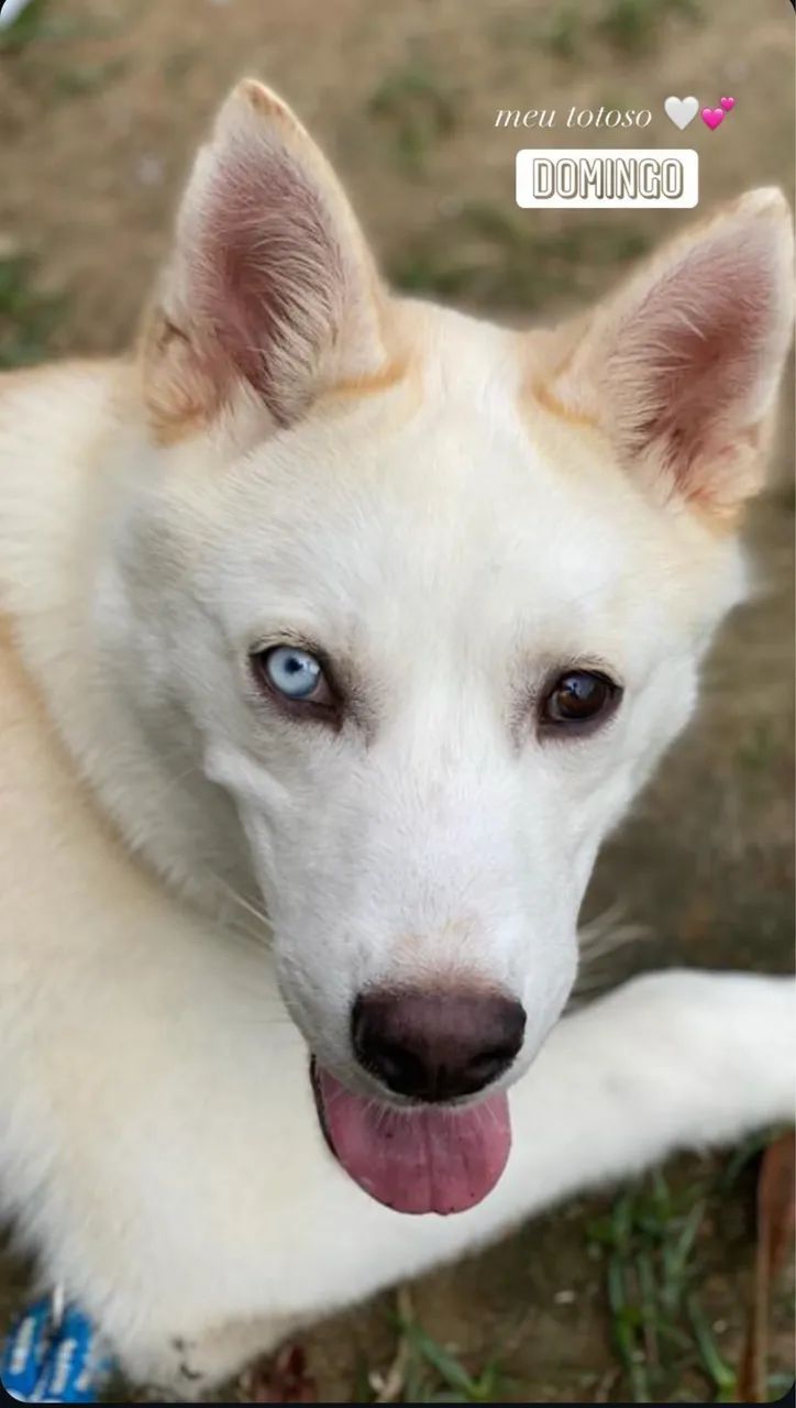 DOA-SE HUSKY DÓCIL  - Foto 3