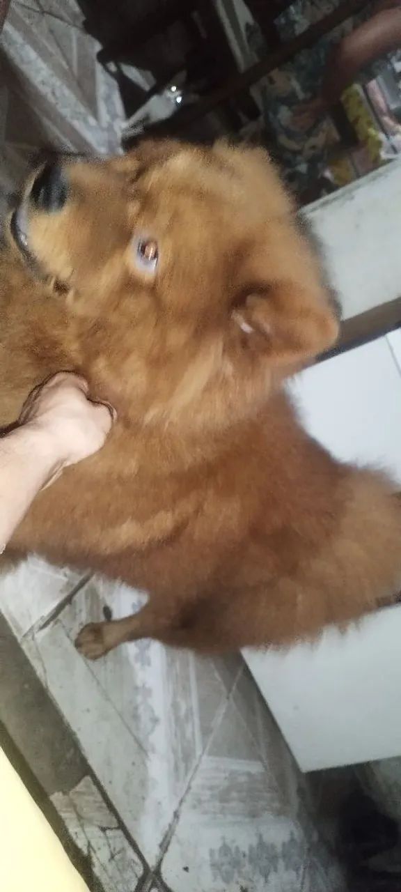Vendo Chow Chow  - Foto 3