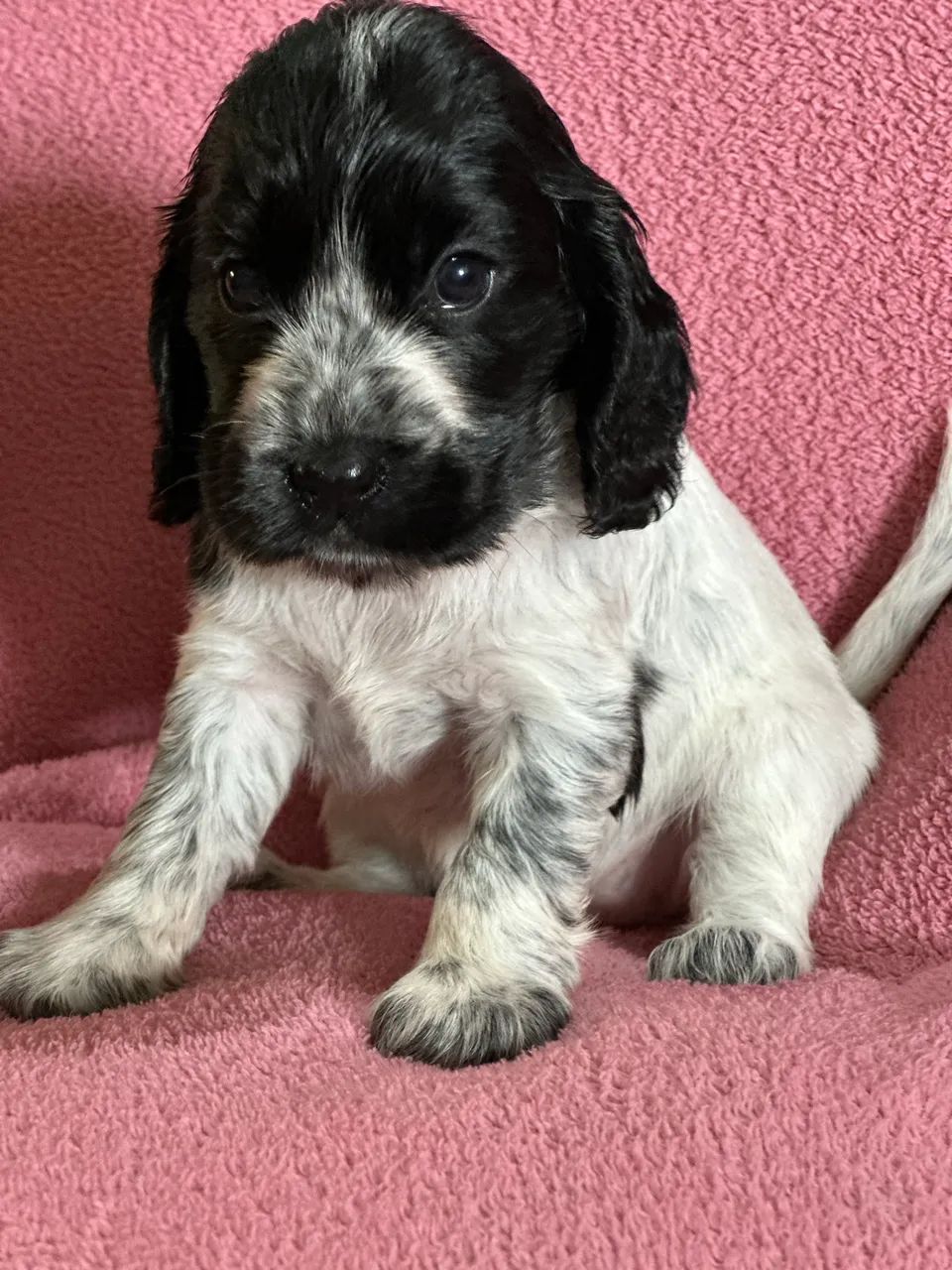 Cocker - Foto 4
