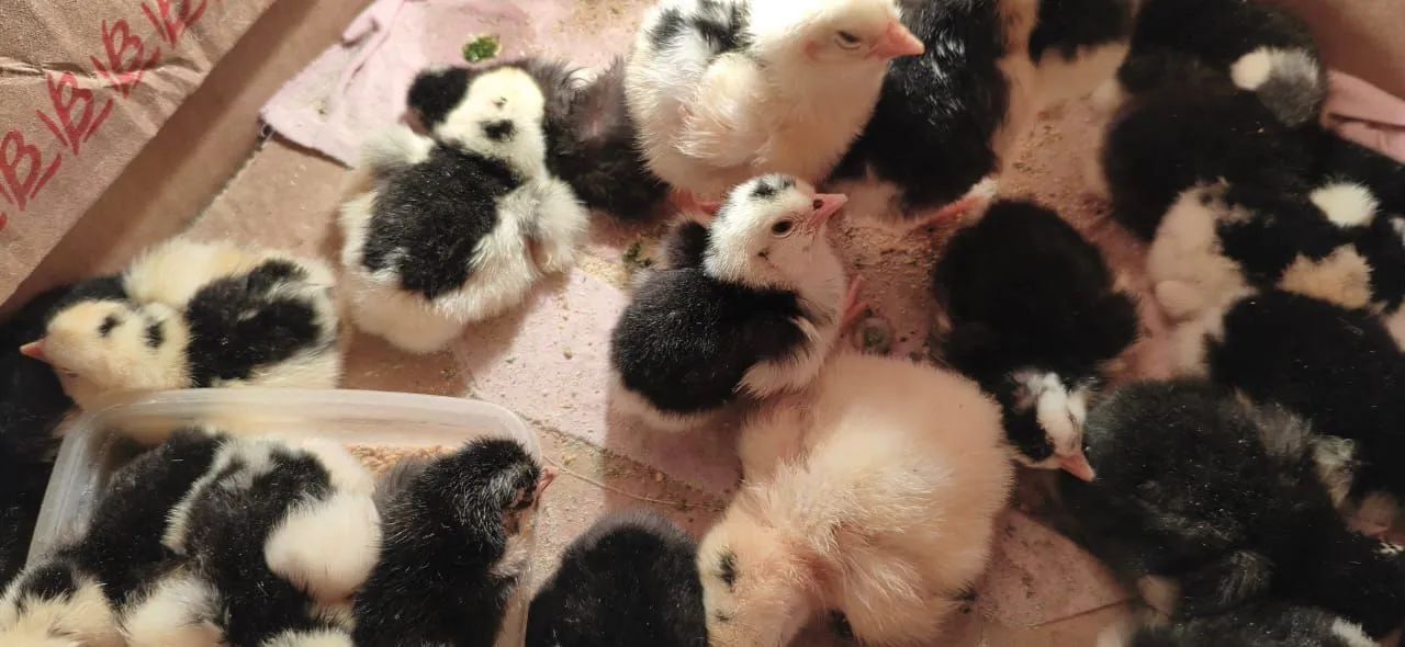 Gsb galinha ovos e pintinhos a venda  - Foto 6