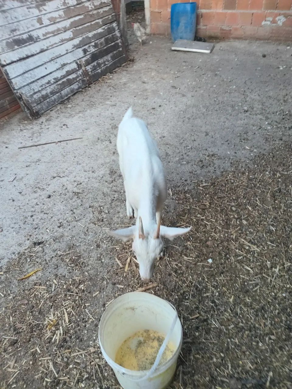 Cabra  - Foto 2