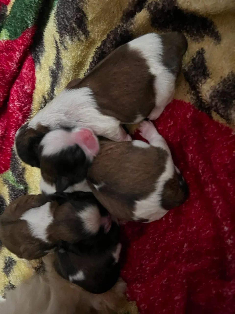 Filhotes de Shih Tzu - Foto 3