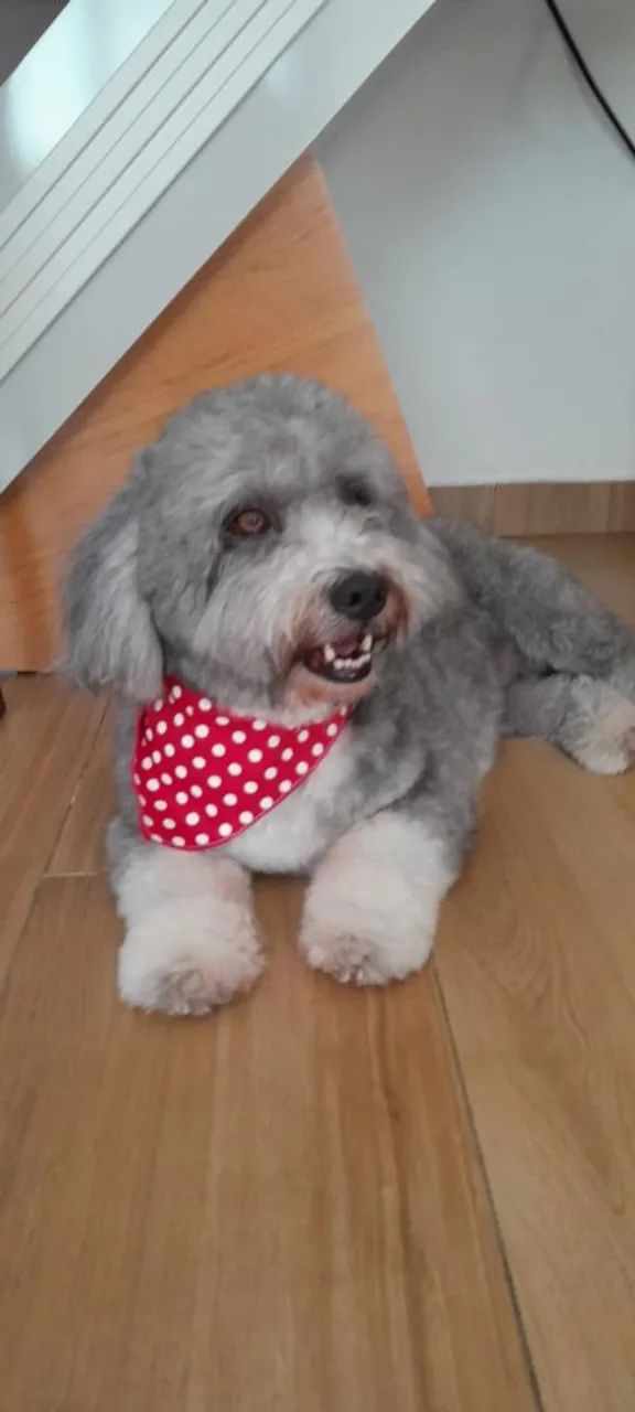 Dog walker, adestrador e Pet sitter  - Foto 3