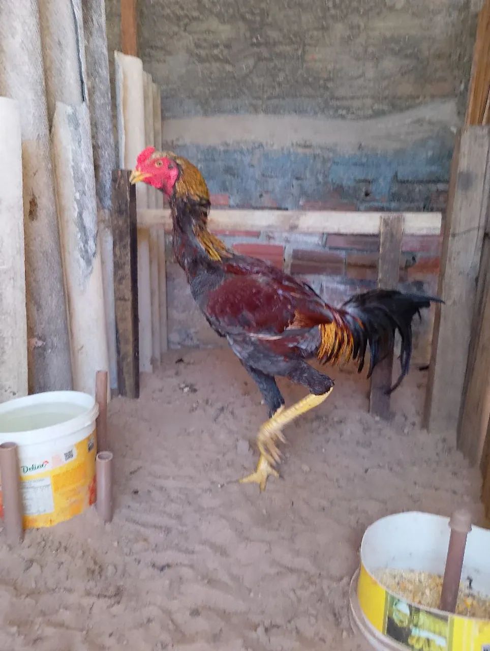 Frango  - Foto 2