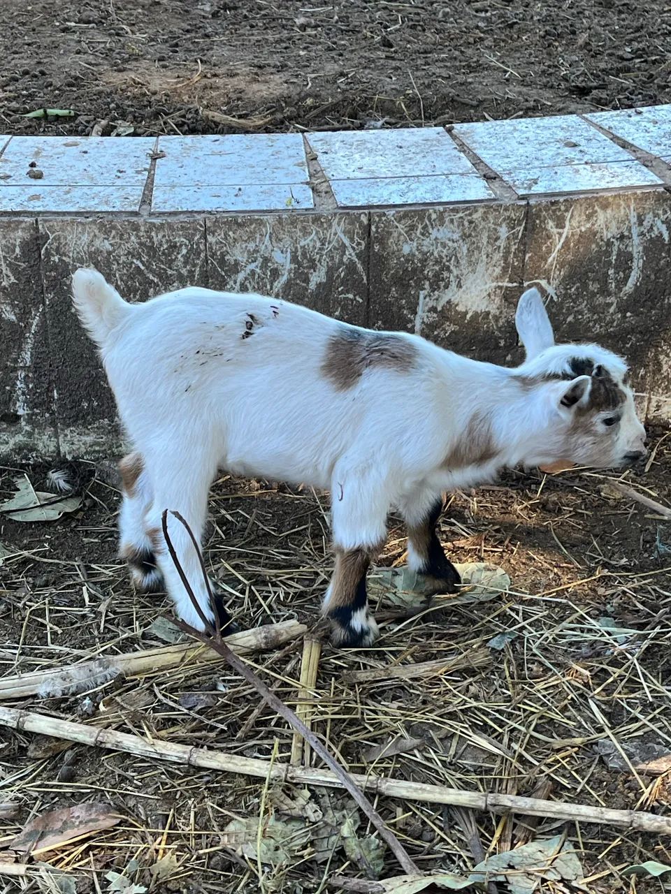 Mini cabrito, mini cabra, mini bode!  - Foto 2