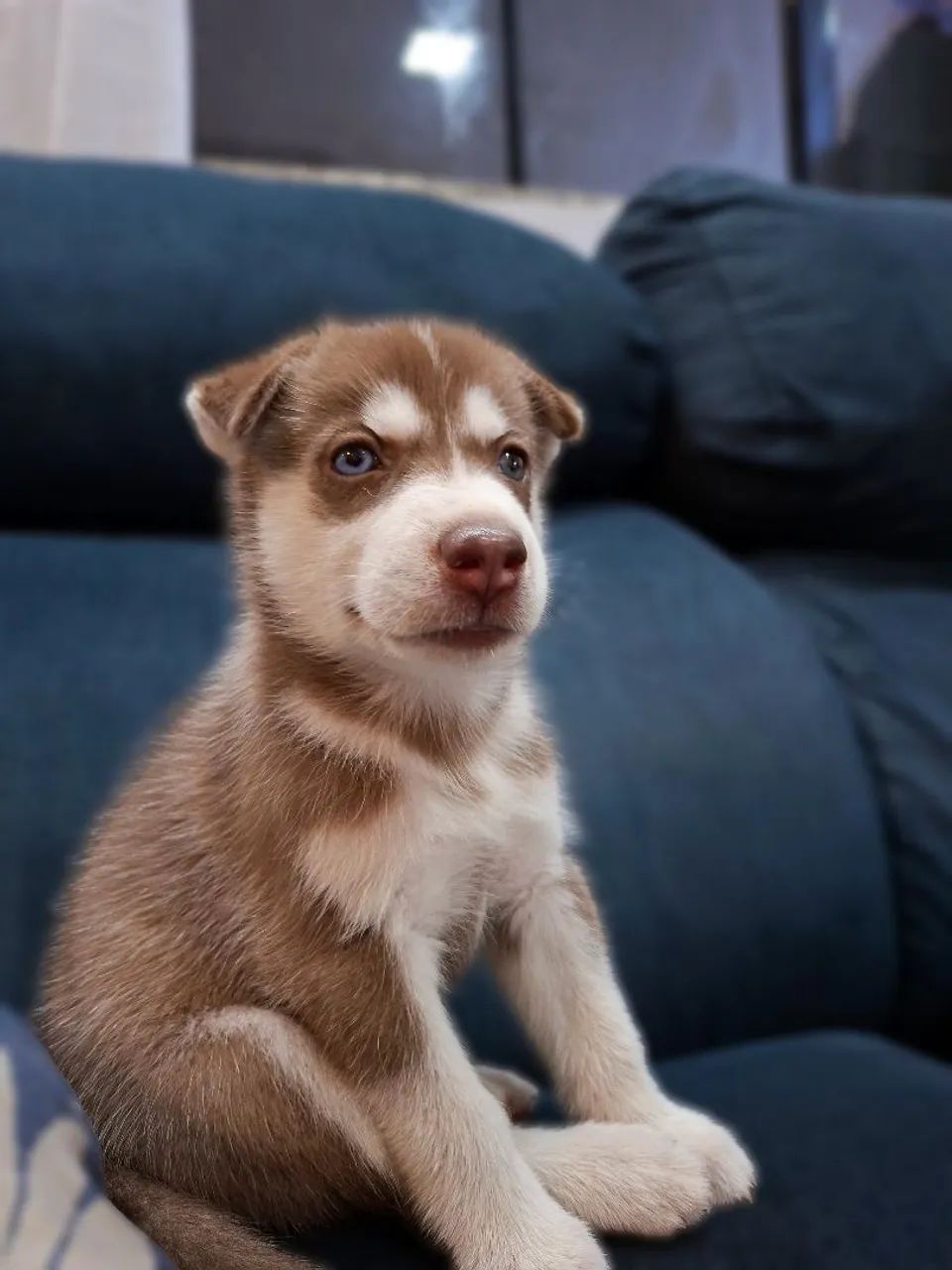 Husky  - Foto 2