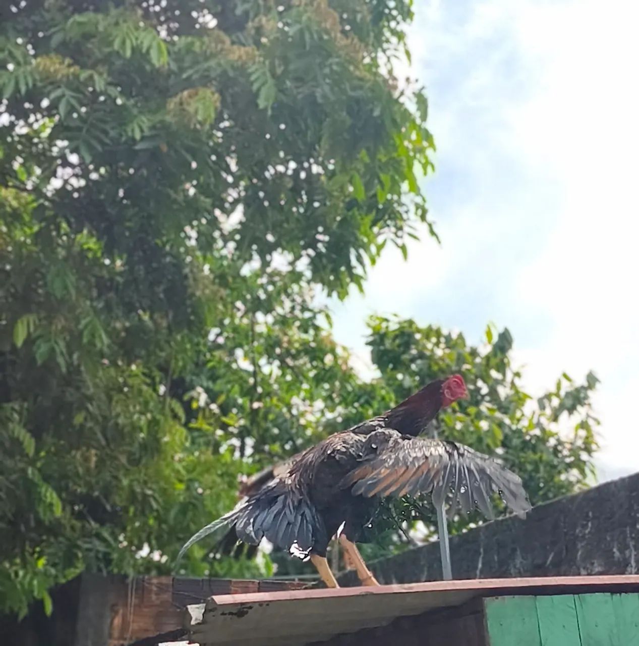 Frango Carioca  - Foto 5
