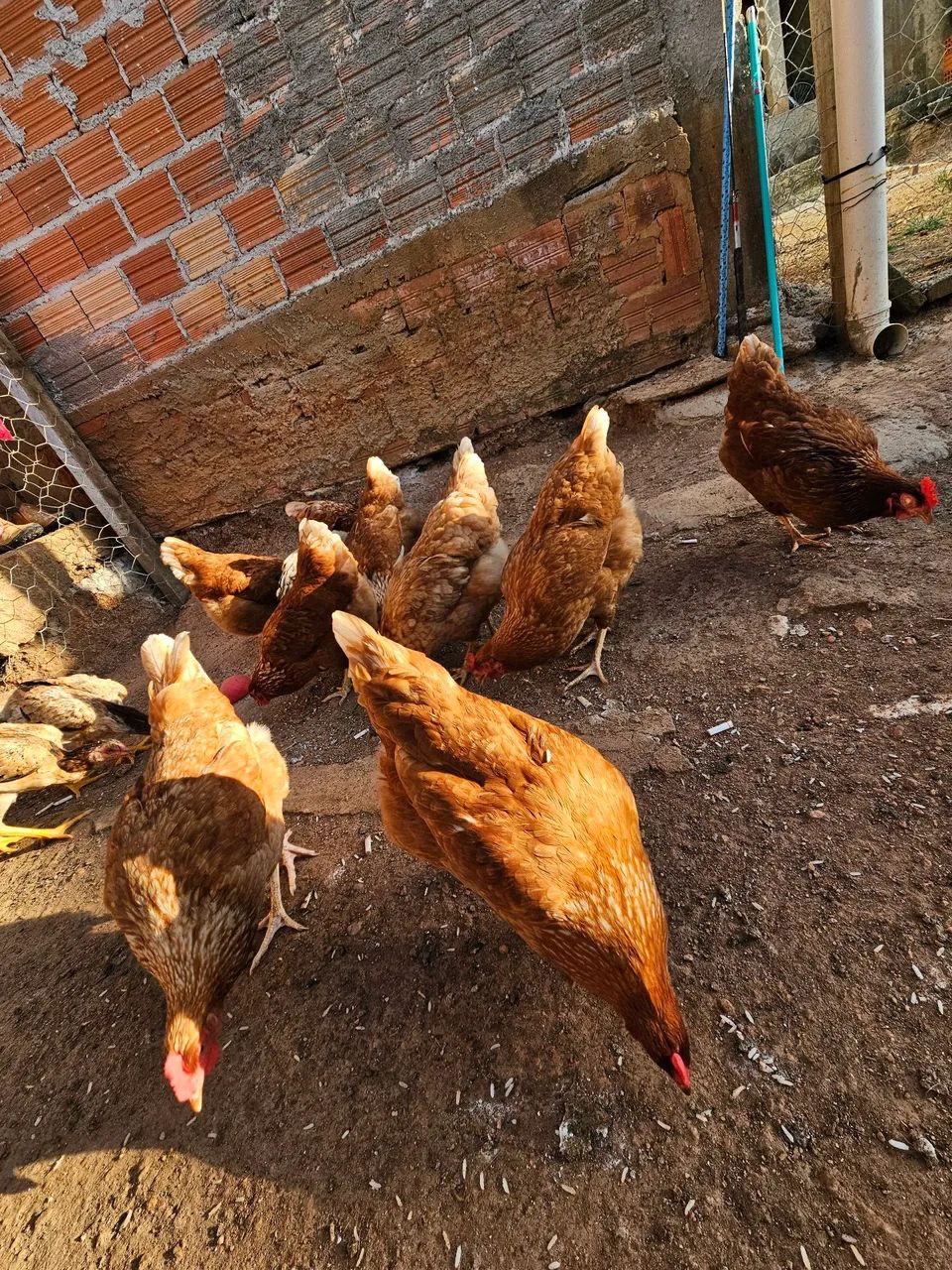 Vendo galinhas poedeiras  - Foto 5