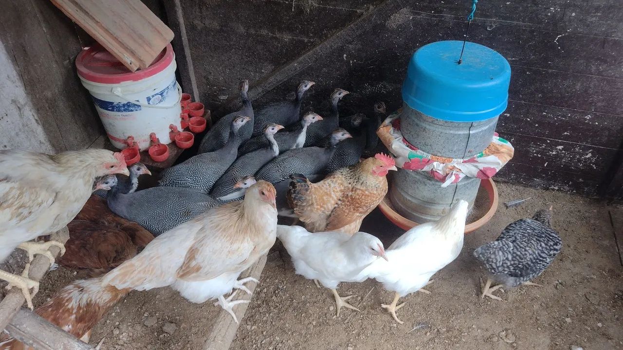 Marrecos Rouen, Galinhas Caipira e Angola  - Foto 5