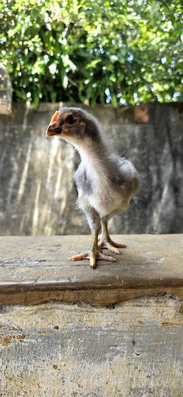 Pintinhos GSB  - Foto 3