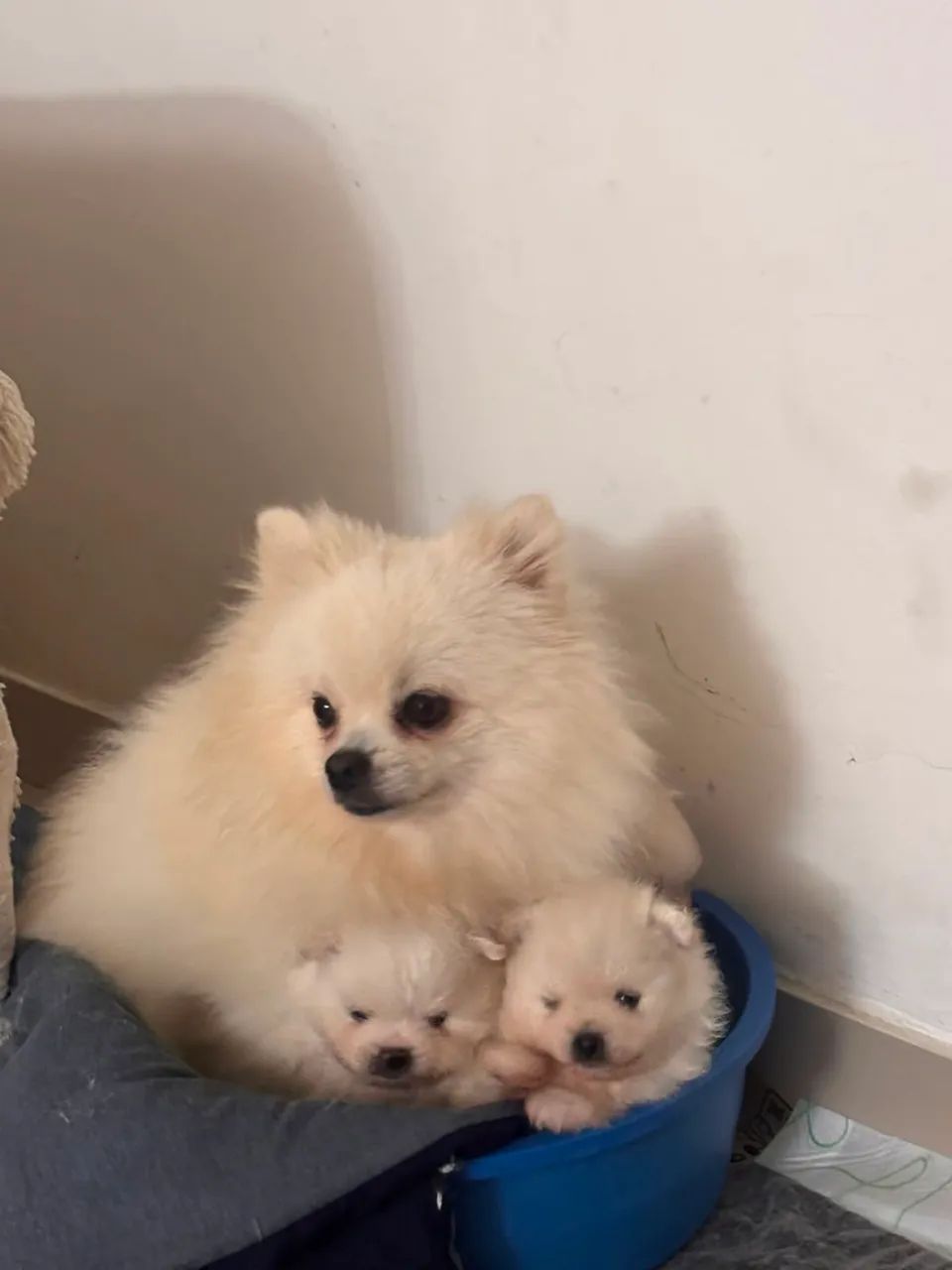 Lulu da pomerania - Foto 5