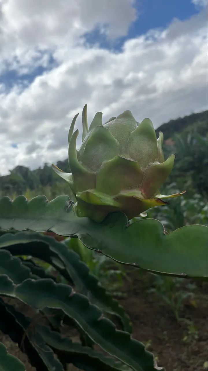 Mudas de Pitaya Vermelha  - Foto 4