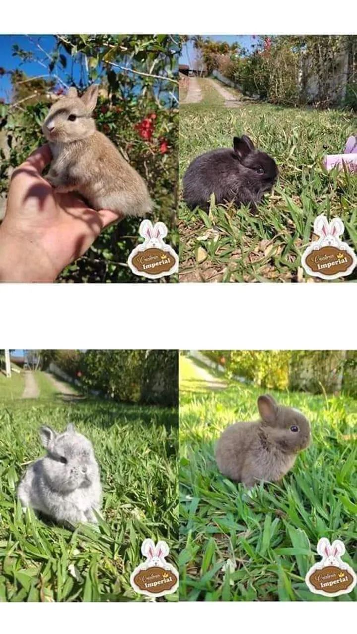 Coelhos de Raça Anão Mini e GIGANTE - Foto 2