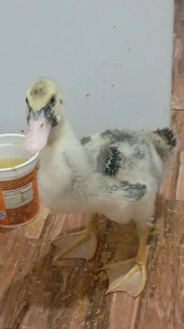 Patos  40 reais  - Foto 5
