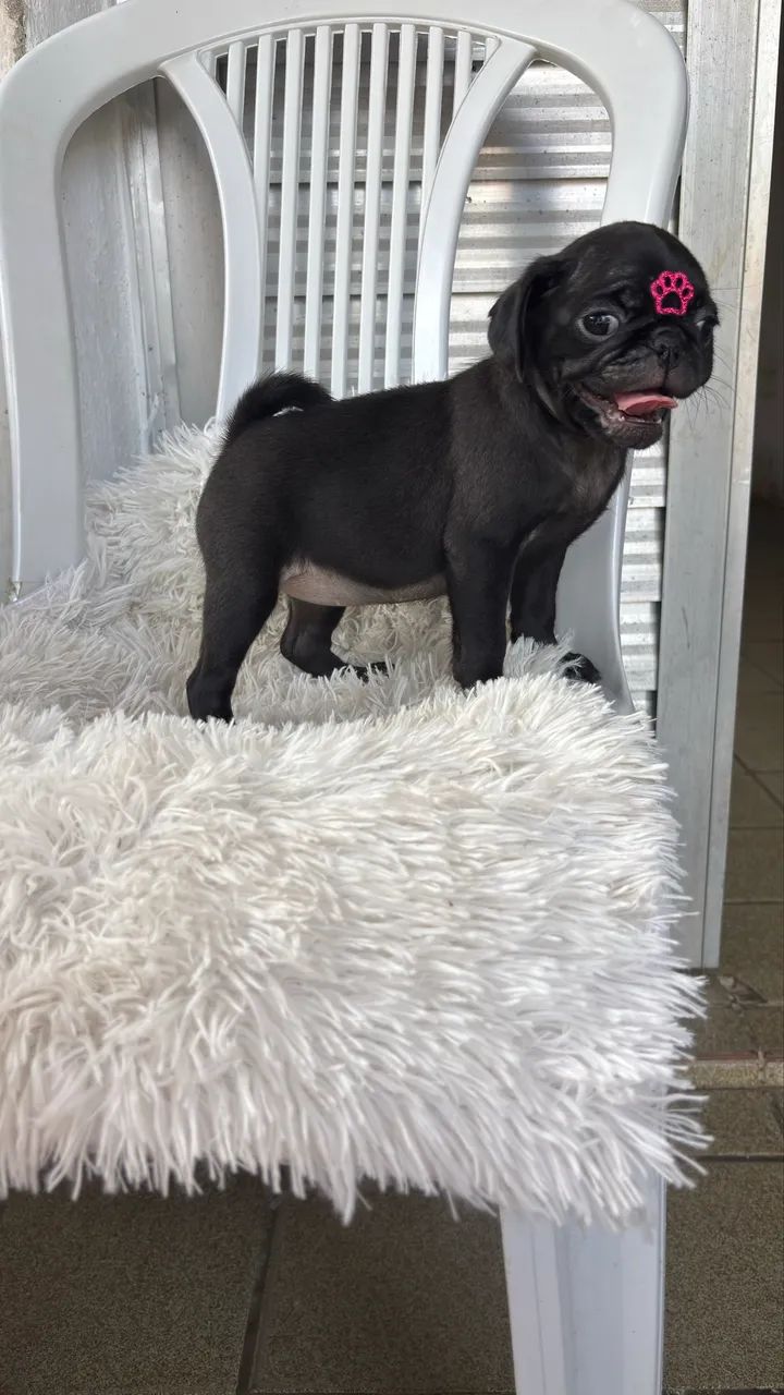 PUG FÊMEA  - Foto 3