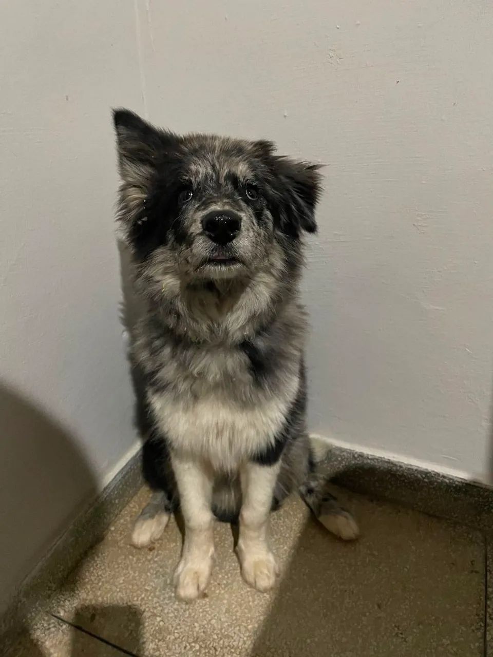 Border collie 