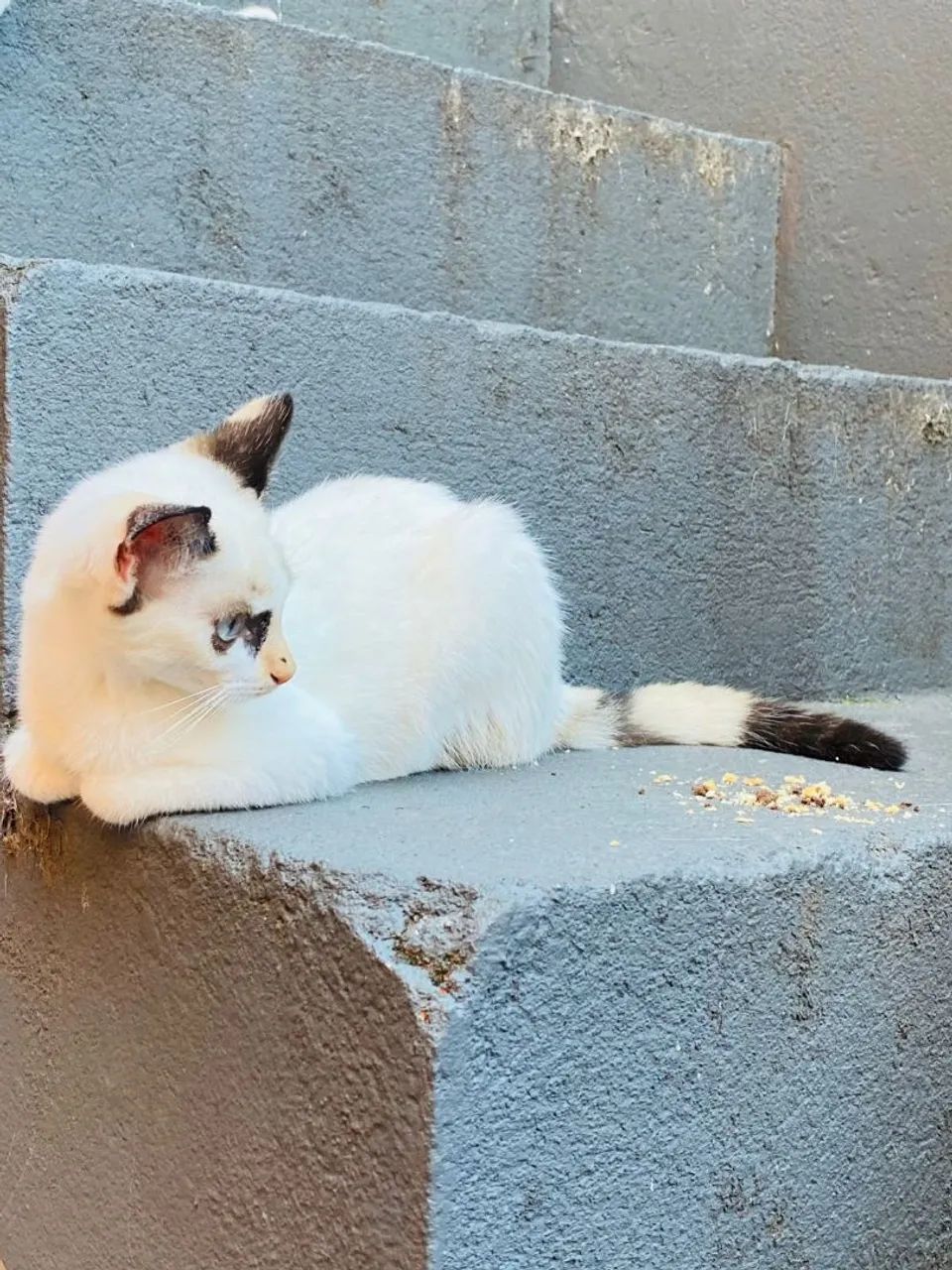 Doação de gatos  - Foto 4