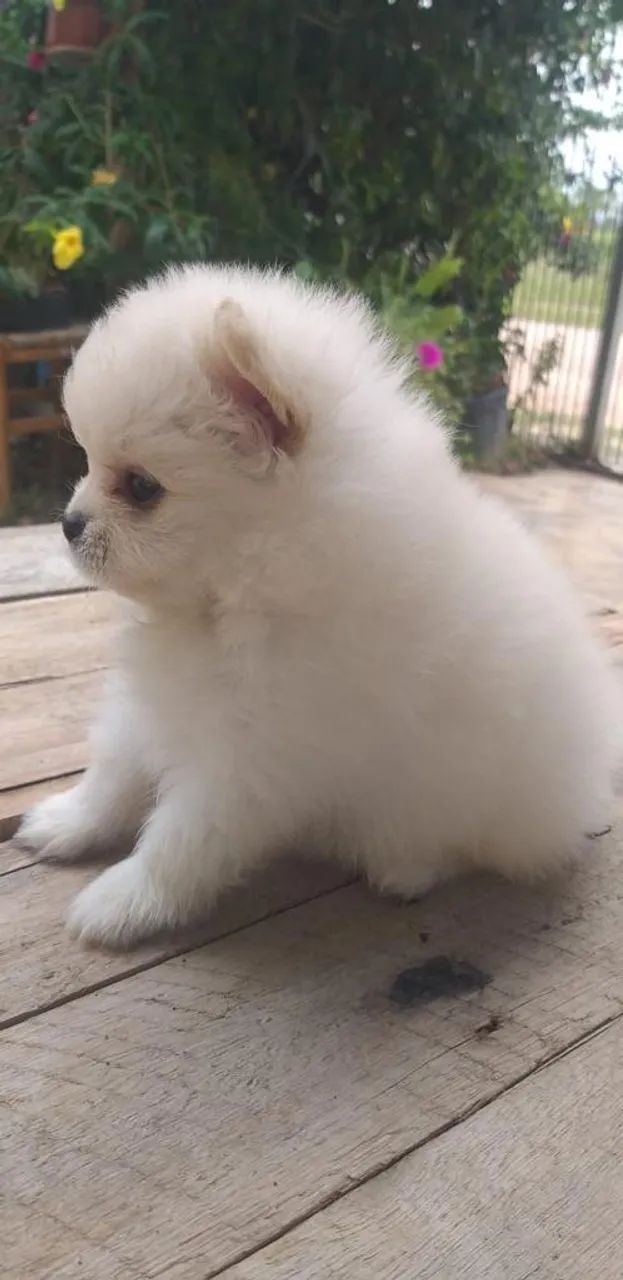 Lulu da Pomeranea an ão  - Foto 2