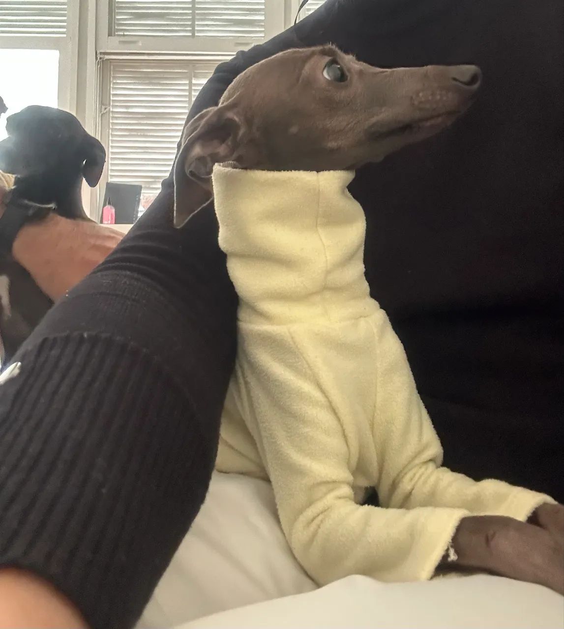 Galgo italiano, galguinho, pequeno lebrel  - Foto 5