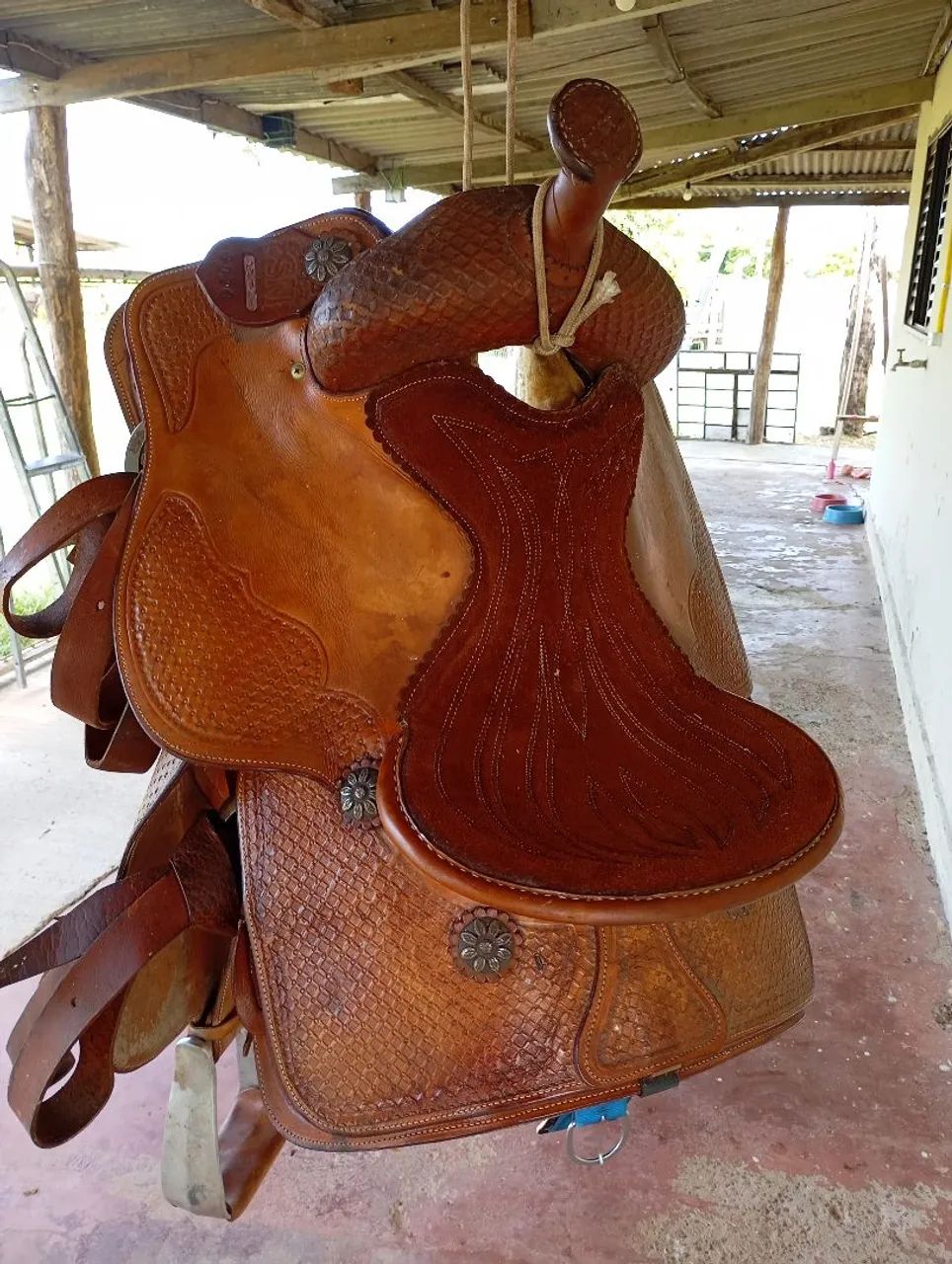 Sela Americana laço