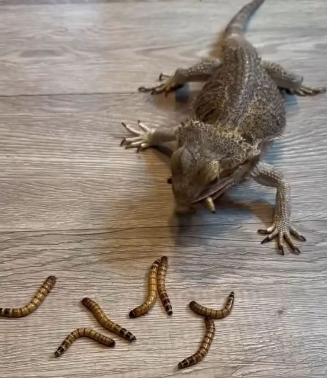 TTENEBRI0 GiganTE - Foto 2