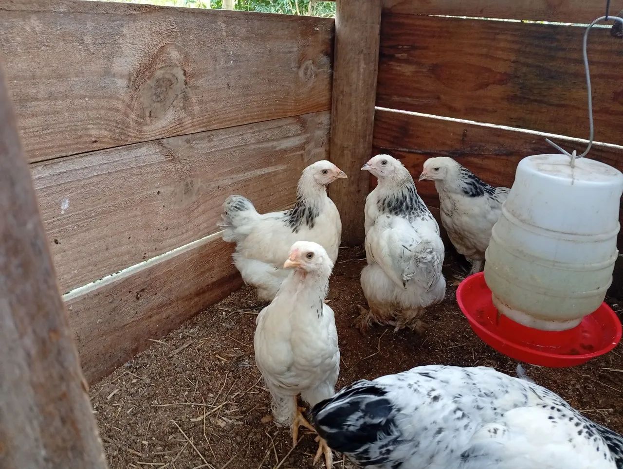 Frangas brahma