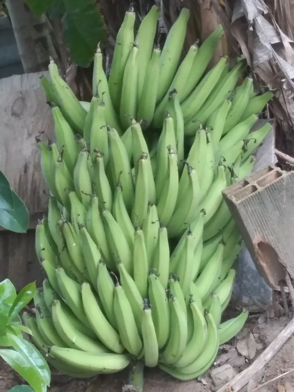 Mudas de bananas da terra