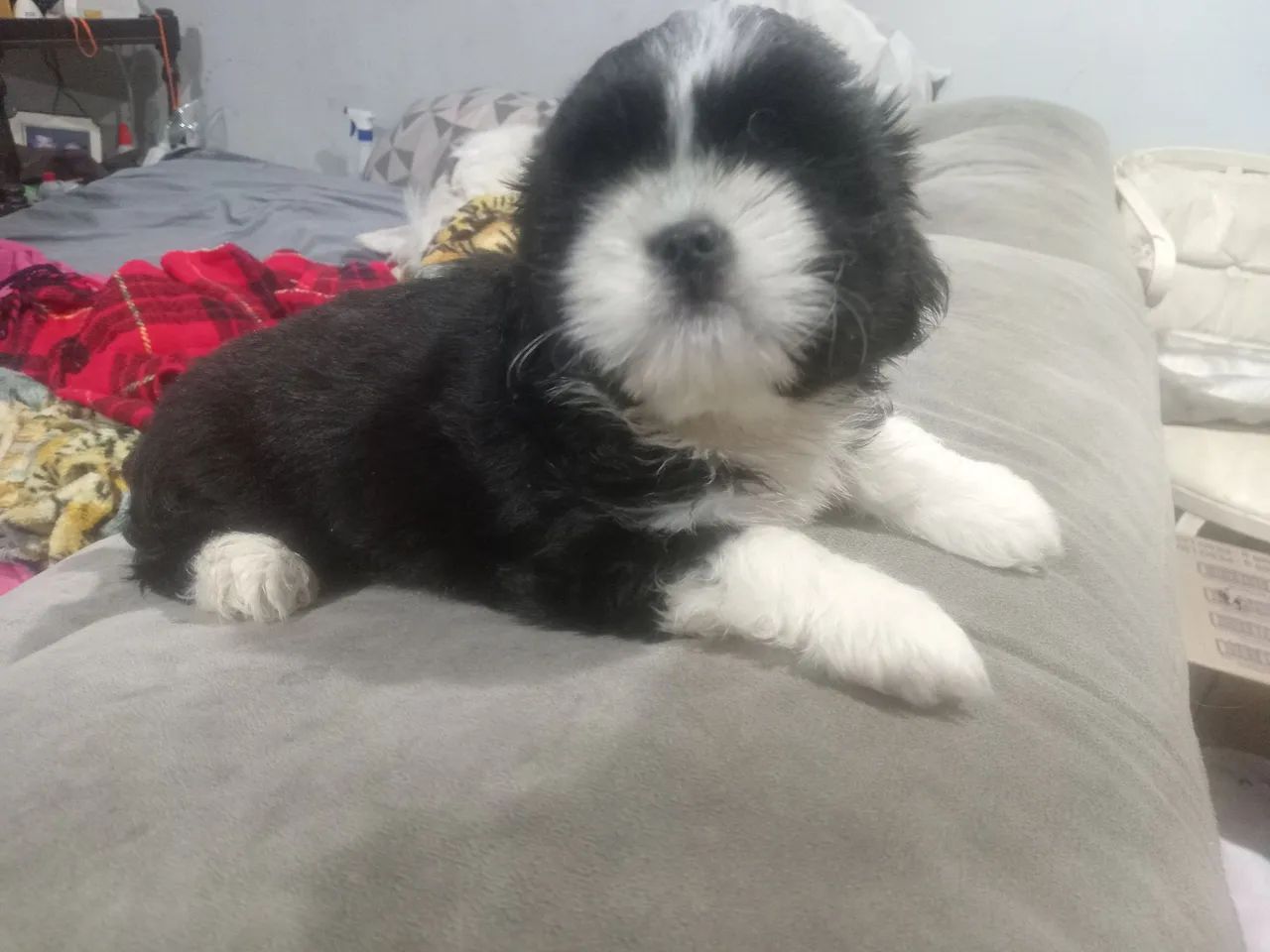 FILHOTE SHITZU MACHO COM 2 MESES 