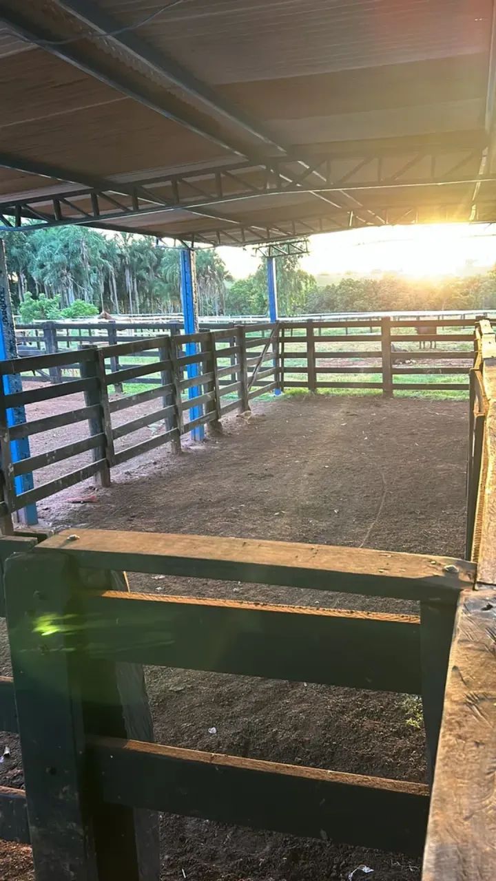 FAZENDA À VENDA  PARANAÍBA/MS     FAZENDA À VENDA  PARANAÍBA/MS - Foto 4