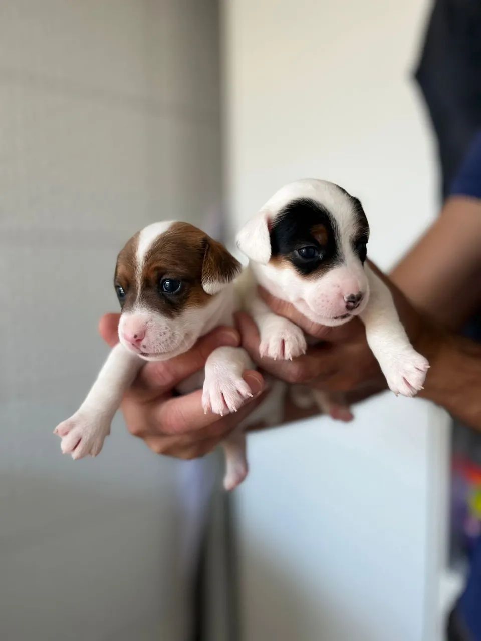 JACK RUSSELL TERRIER - Foto 4