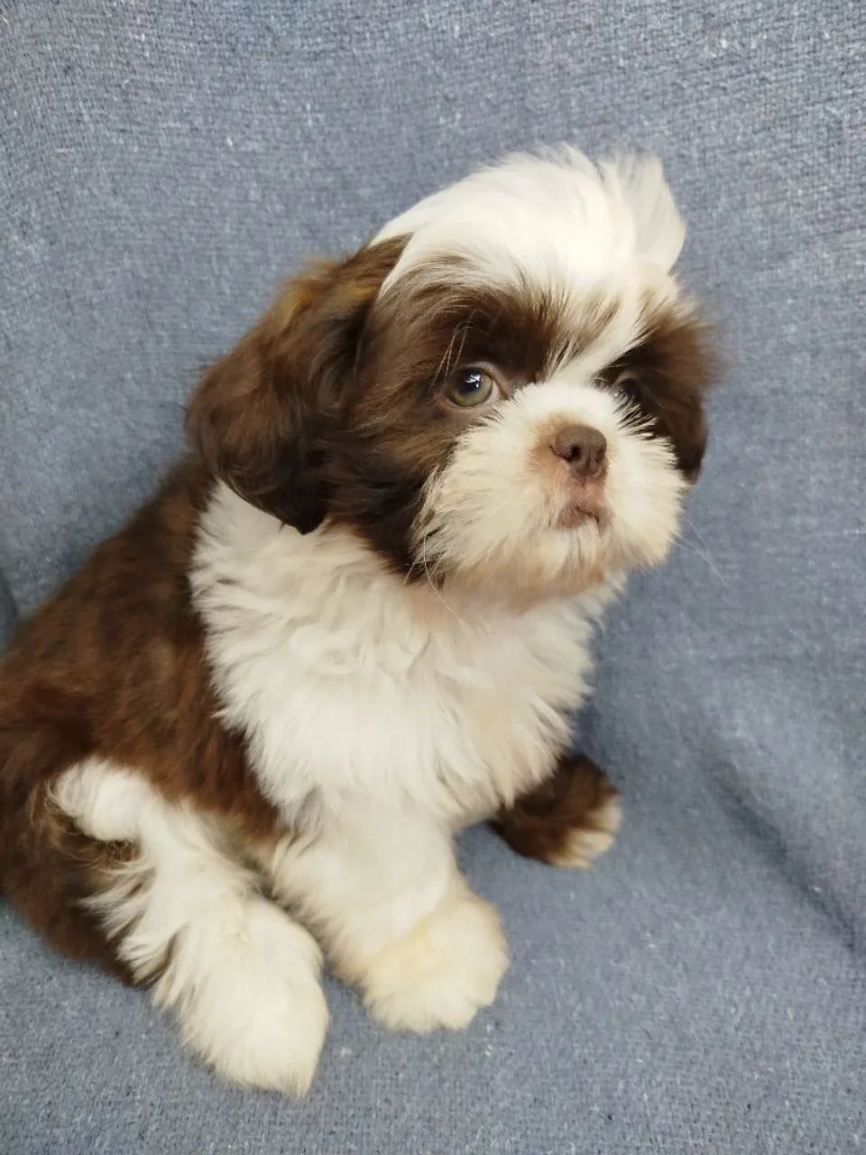 Shihtzu macho  - Foto 2