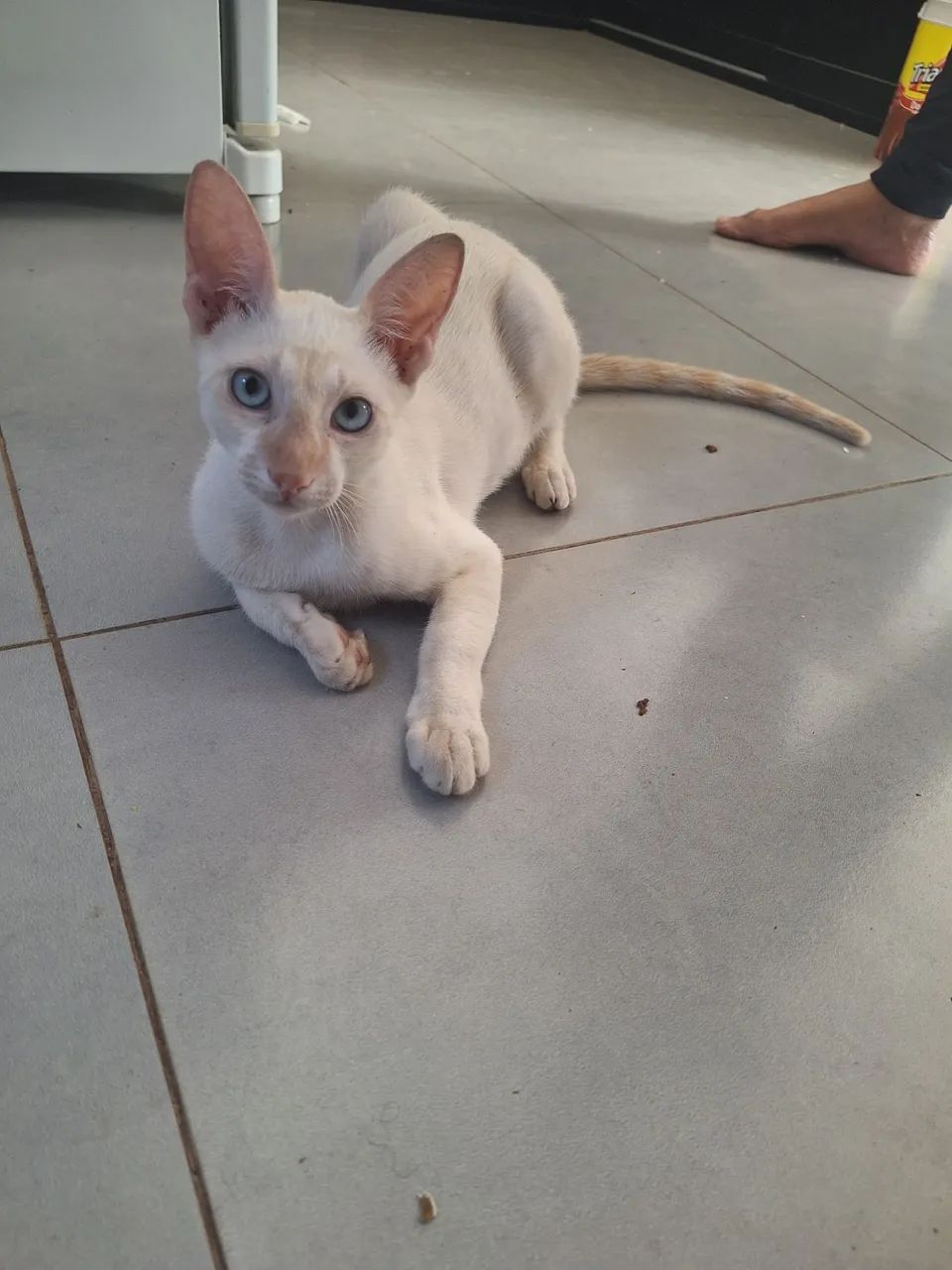 Doação de gato - Foto 2