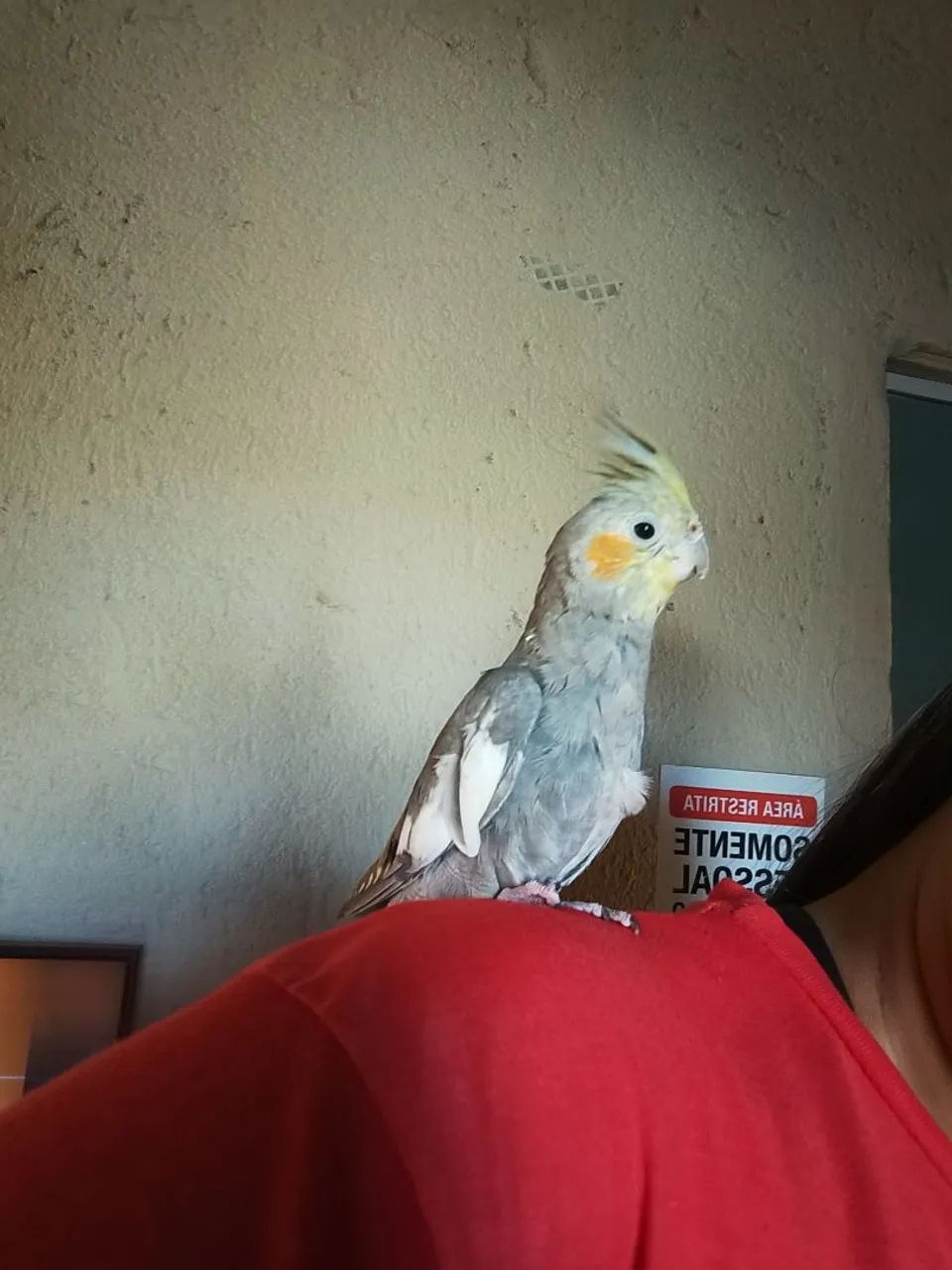 Pet - Foto 3