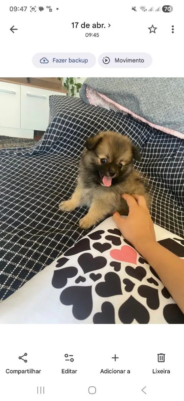Spitz alemão  - Foto 4