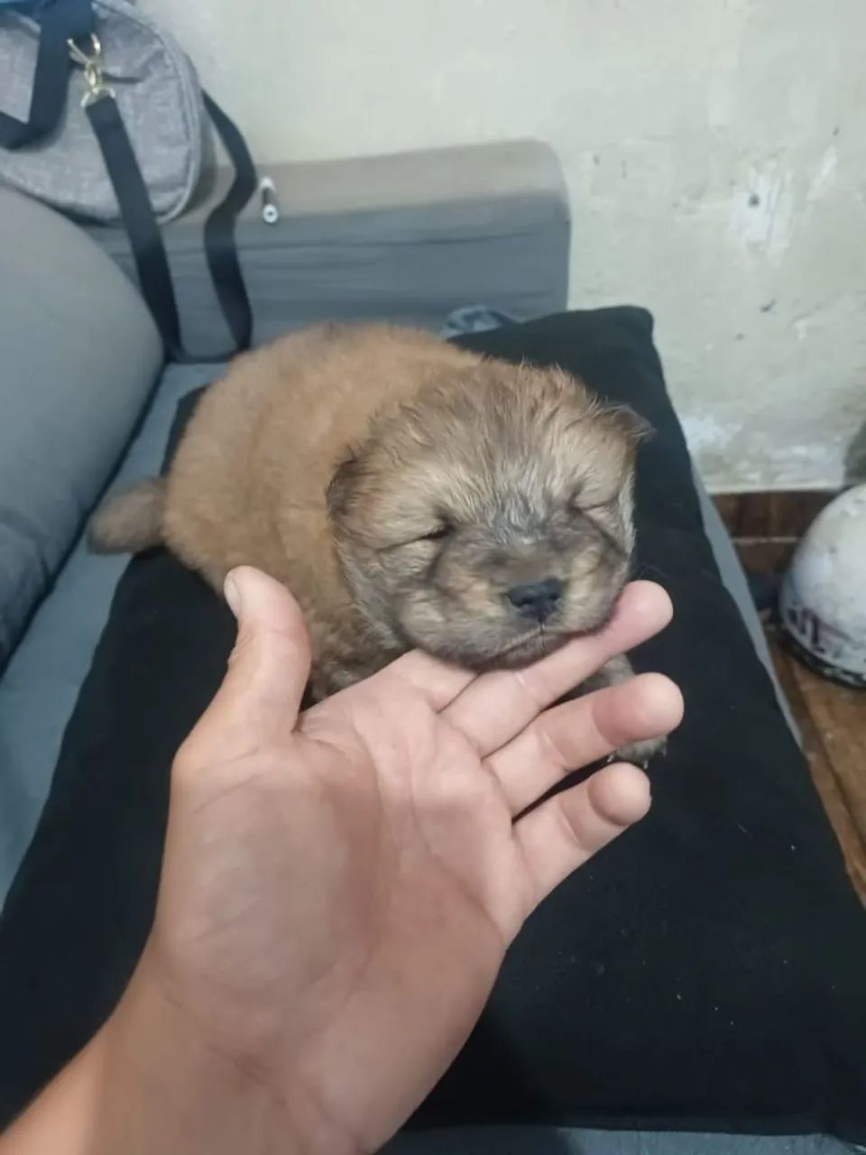 Vende se Filhote de Chow Chow 