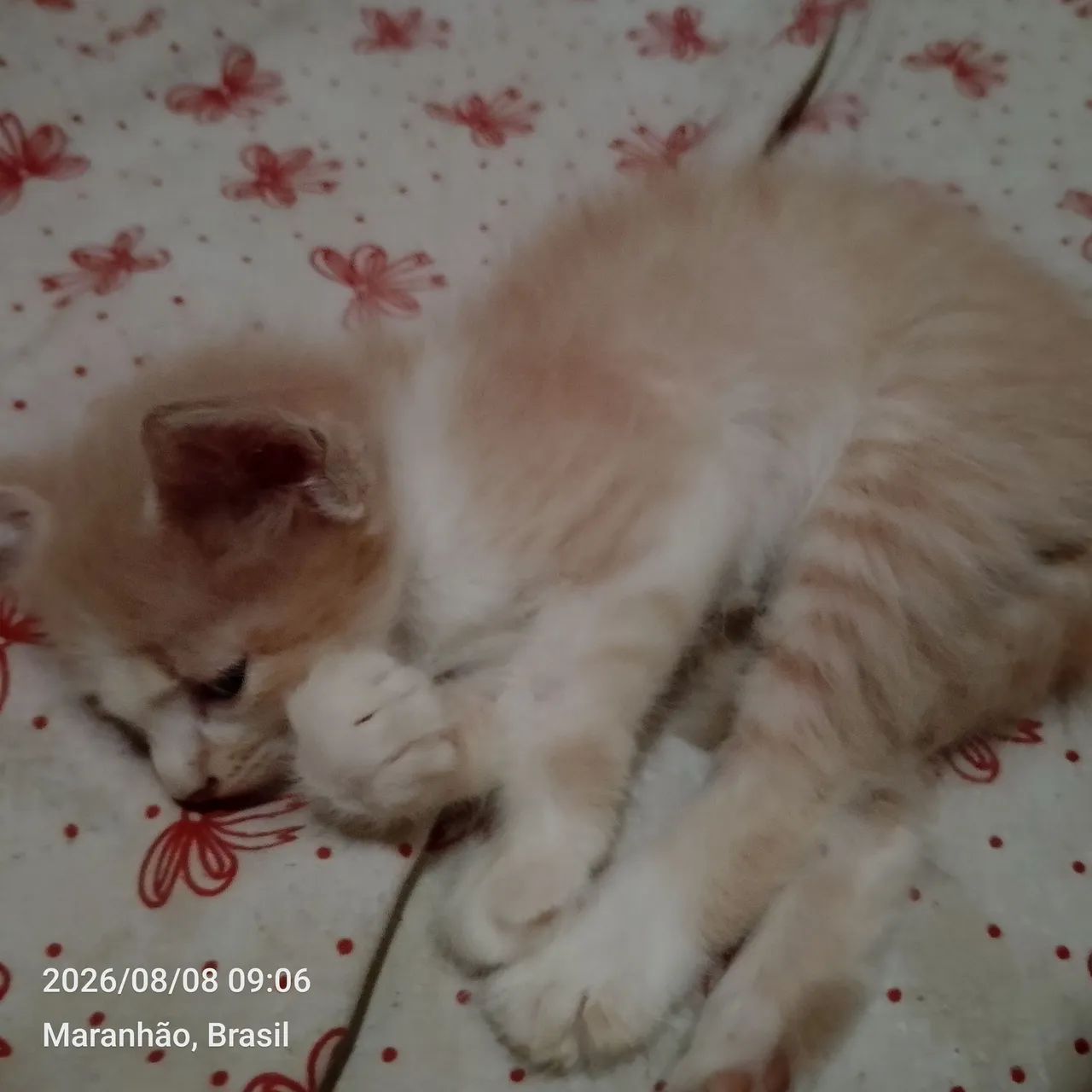 Gata - Foto 4