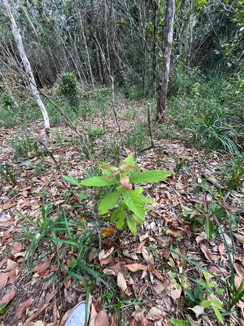 Vende-se Terreno em Itacaré - Foto 3