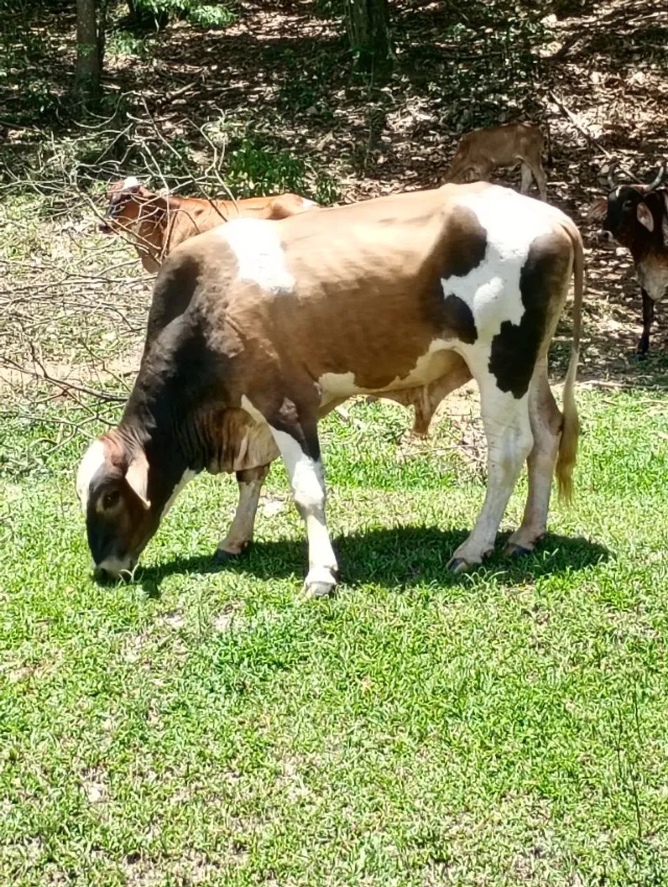 Vendo pacote 6 vacas e 1 touro