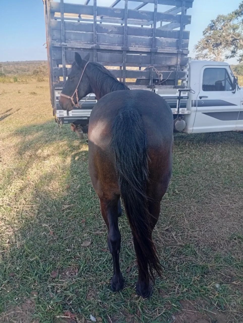 Égua laço comprido valor 6 mil - Foto 4