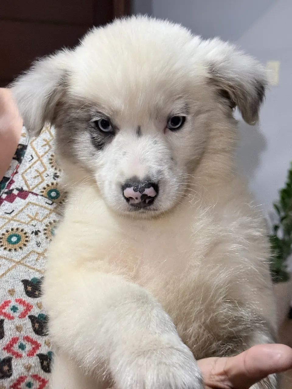 ULTIMO FILHOTE de Border Collie  - Foto 3