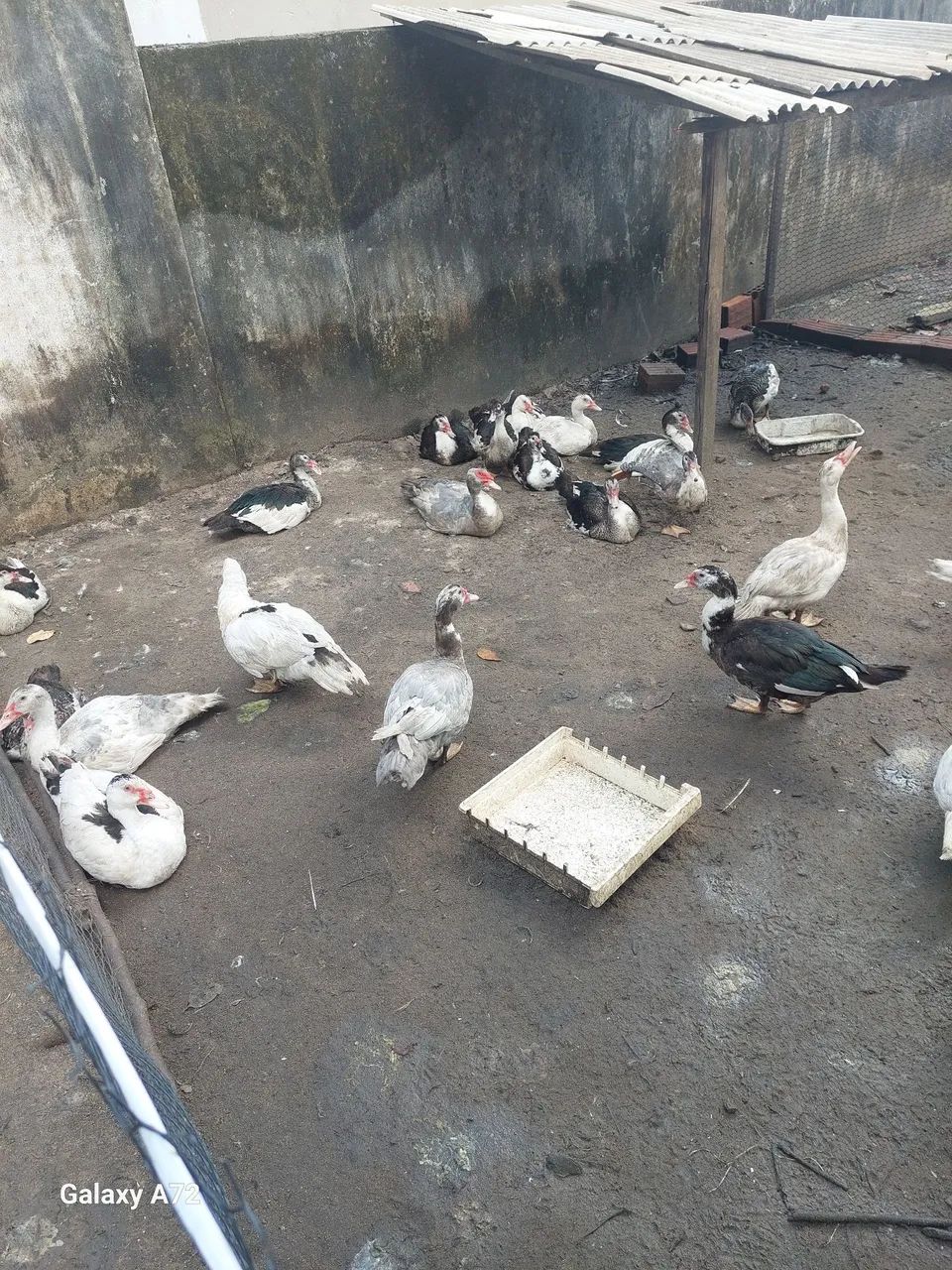 Patos para engorda 