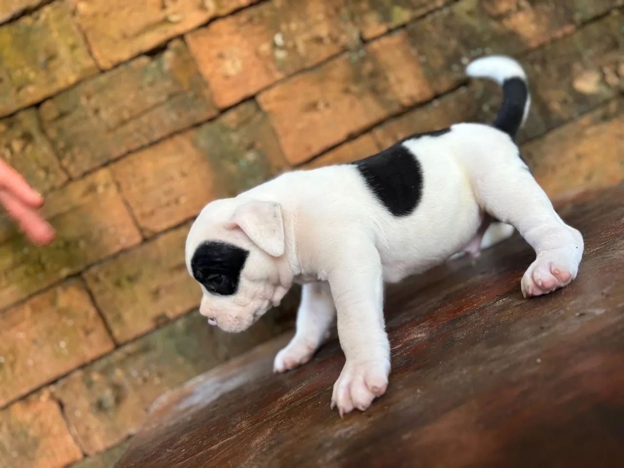 American Bully  - Foto 2