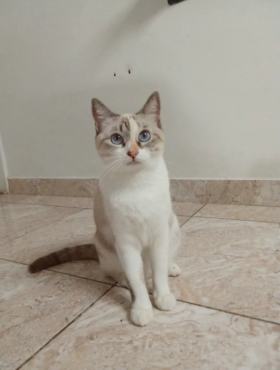 Gata para adoção  - Foto 4