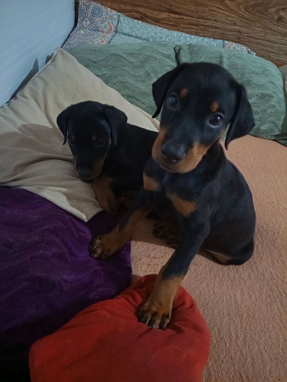 Cachorro  - Foto 5