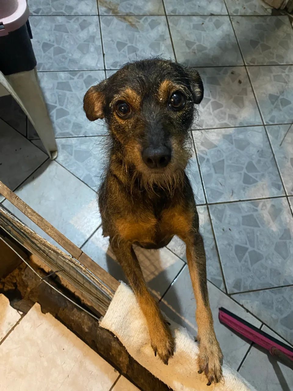Pets  - Foto 3